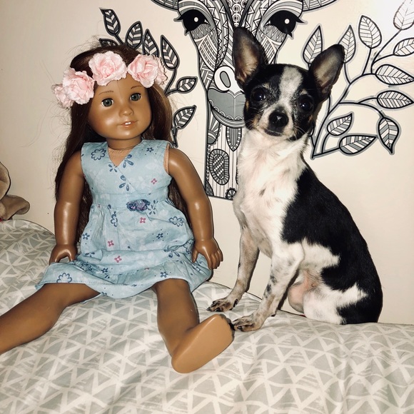 ISO DOG ITEMS - Picture 5 of 8